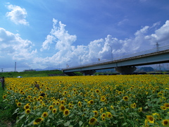 夏の風景