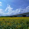 夏の風景