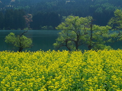 春の北竜湖