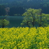春の北竜湖