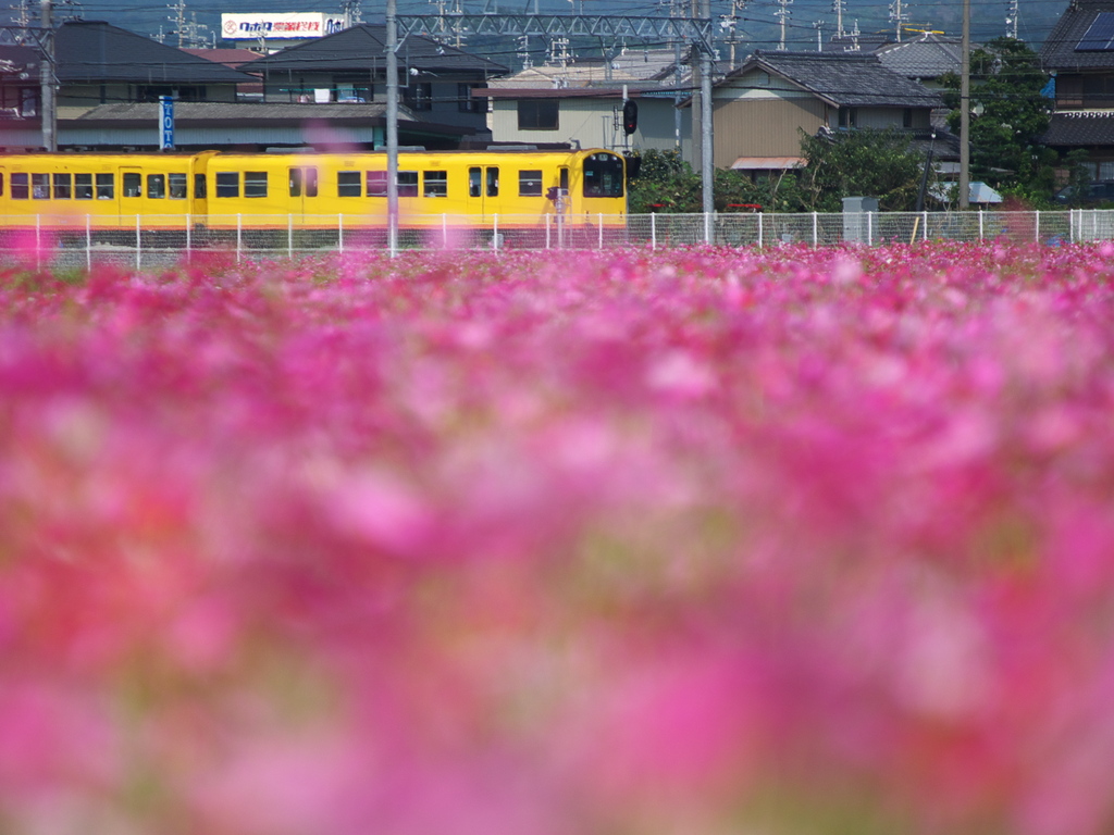 黄色い電車