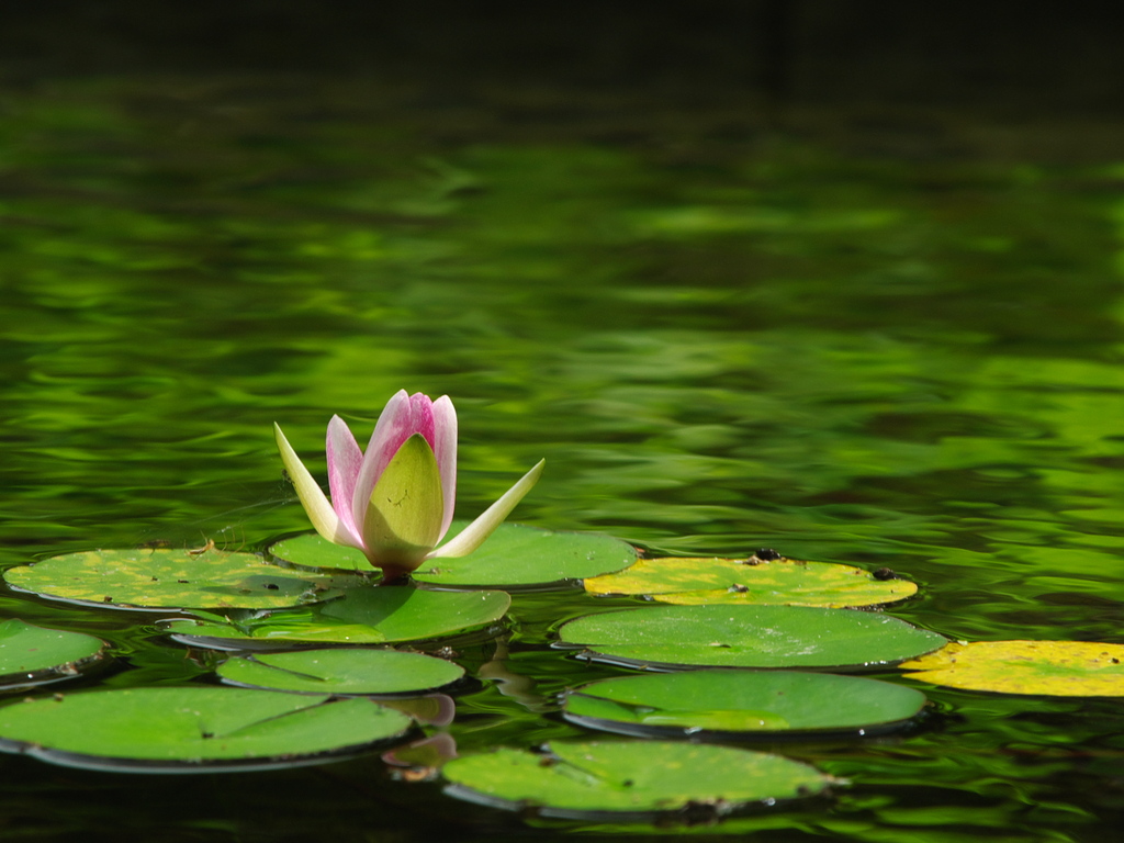 睡蓮