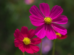 秋桜