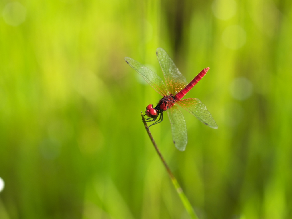 ハッチョウトンボ
