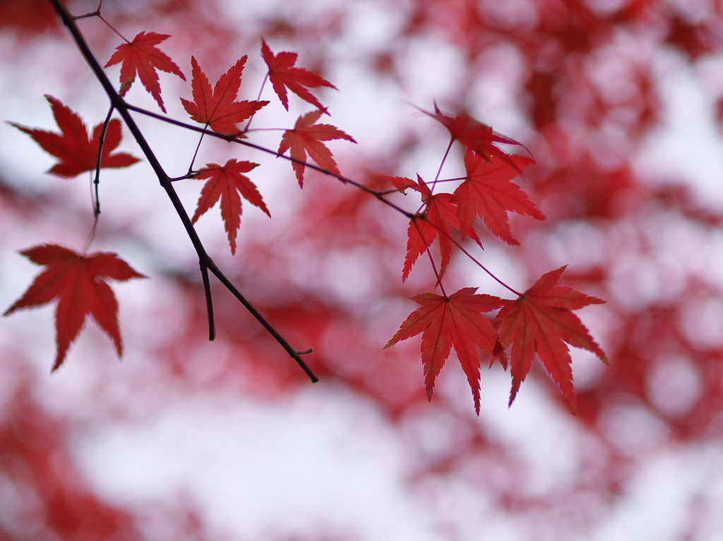 紅葉した紅葉