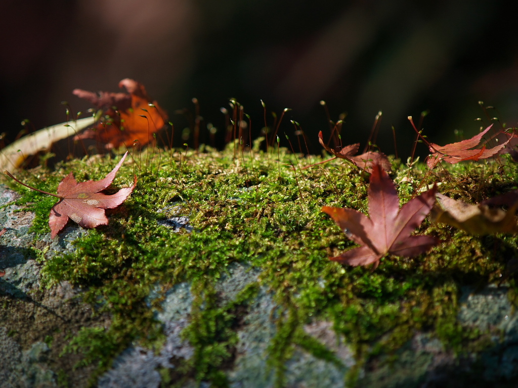 苔と落ち葉