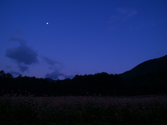 赤蕎麦の夜明け