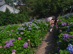 形原温泉の紫陽花