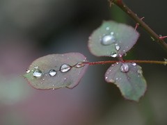 雫