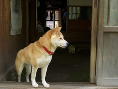 宿場のわんこ