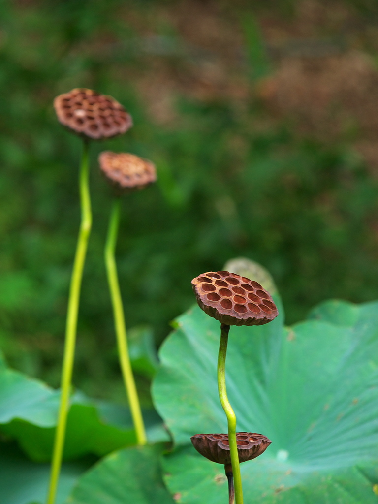 シャワースタンド