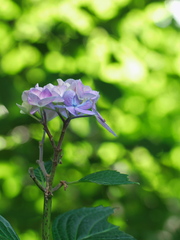 緑な紫陽花