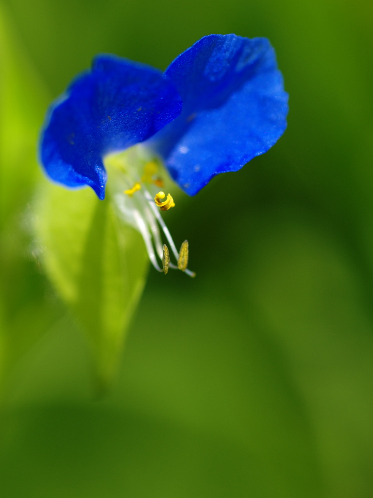 露草