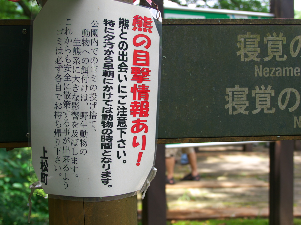 寝覚めのクマさん