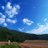 赤蕎麦の大地