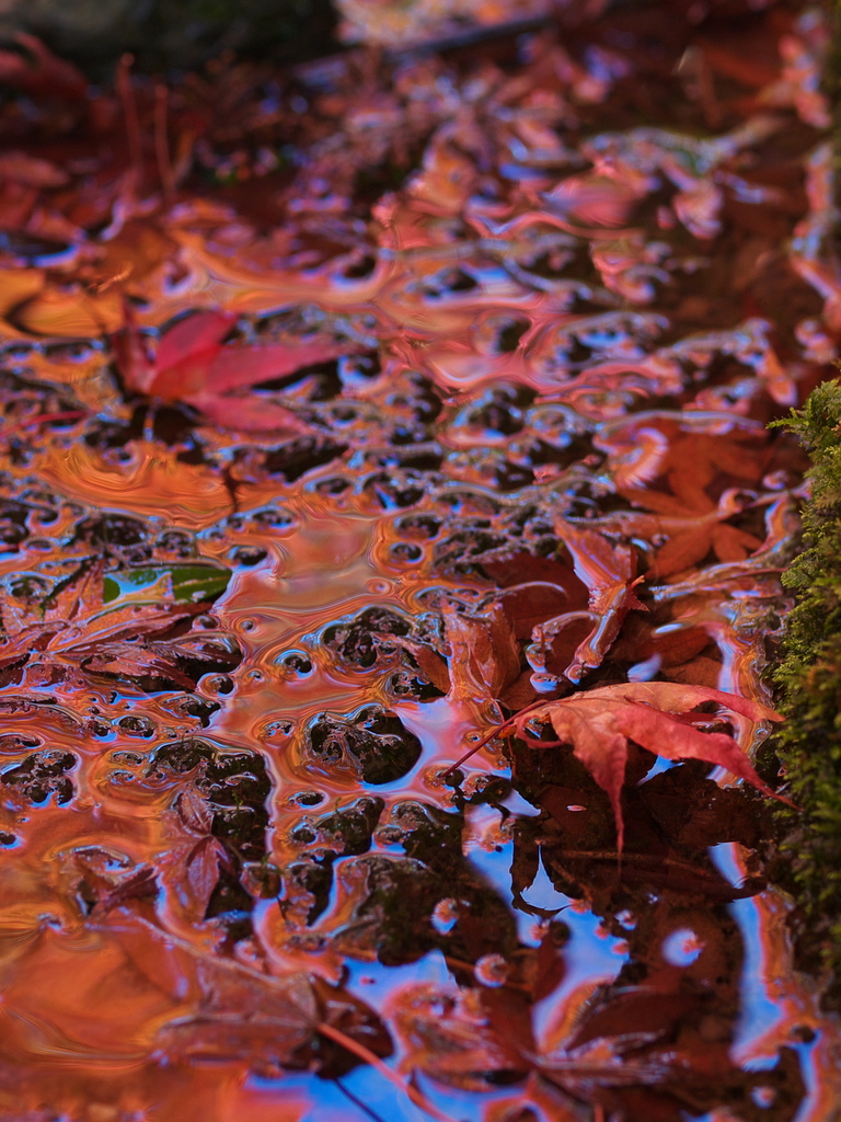 紅葉幻彩