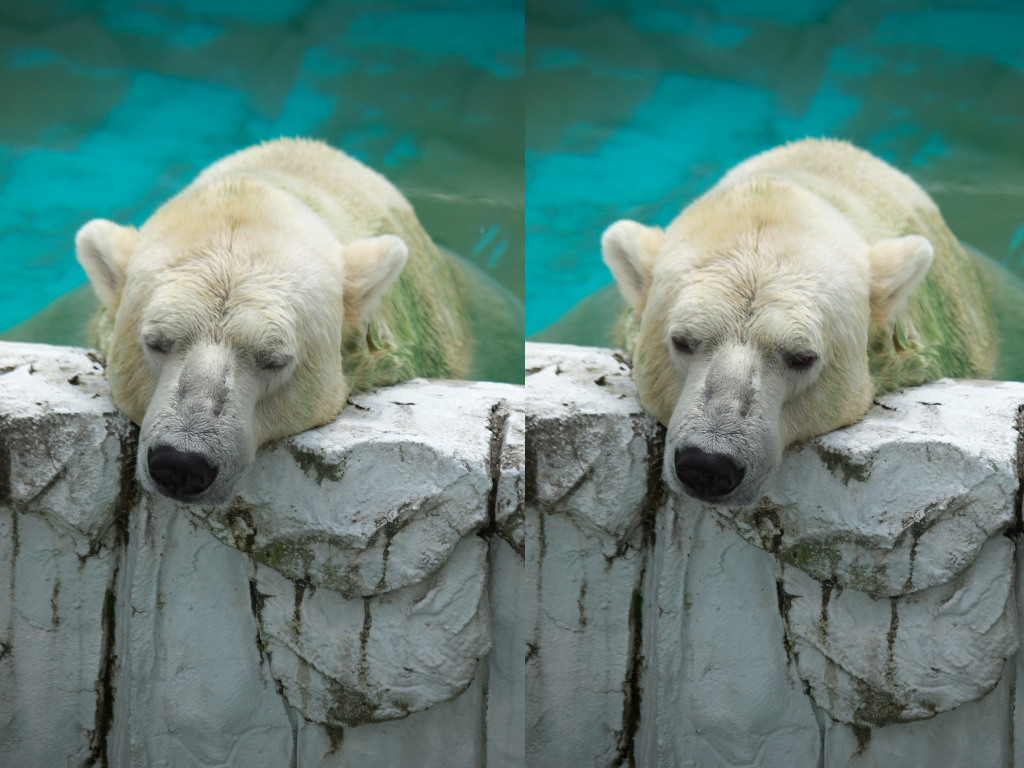 白クマさん再び・・