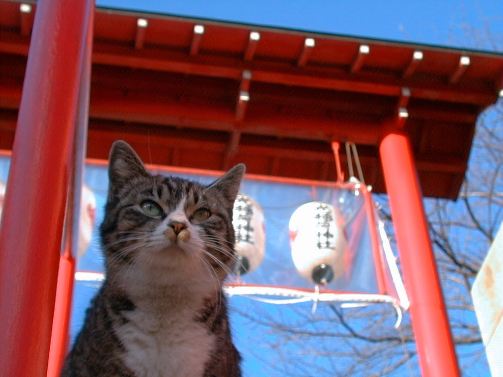 神社にゃんこ