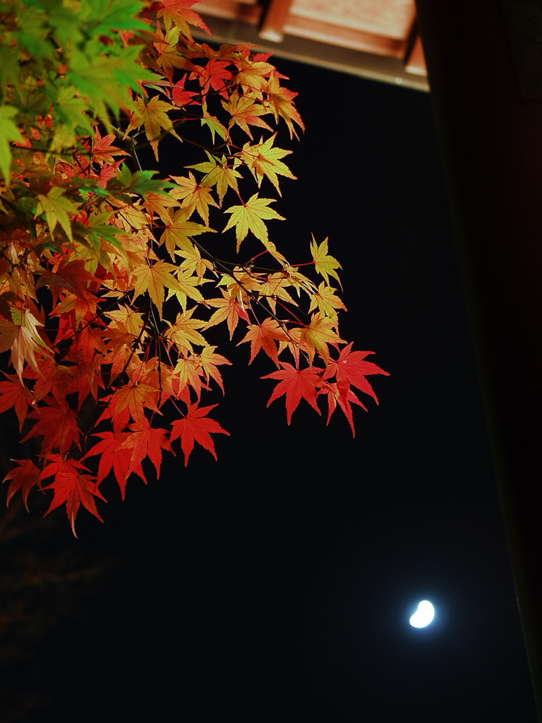 紅葉月夜