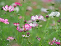 秋桜・乱舞