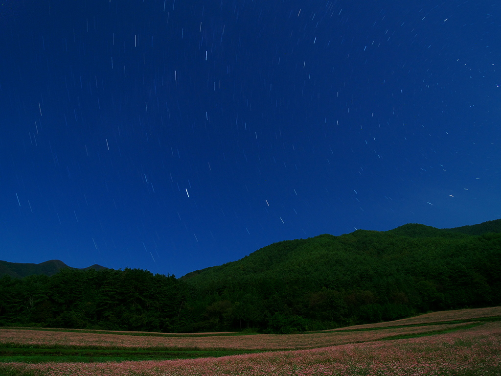 赤蕎麦の夜