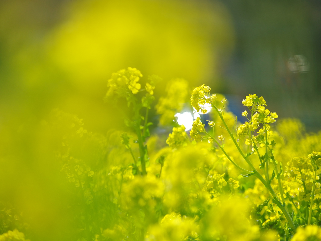 菜の花
