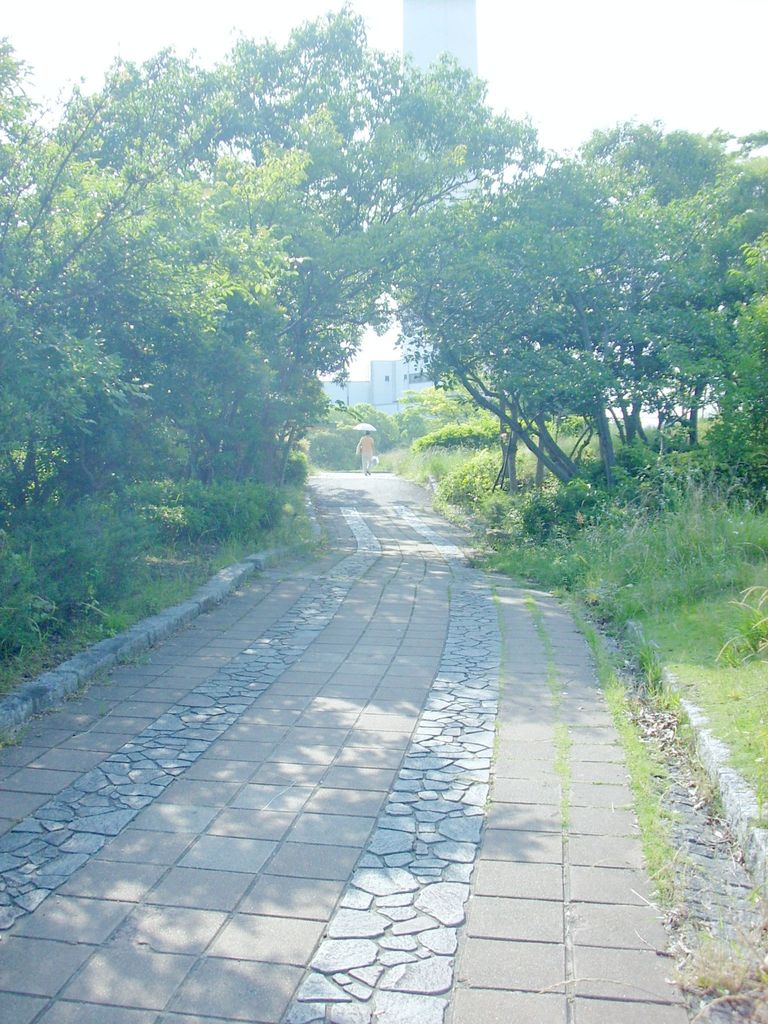 初夏の道