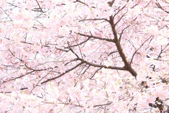 桜満開