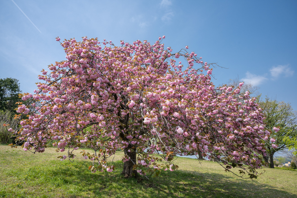 八重桜