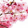 緋桜