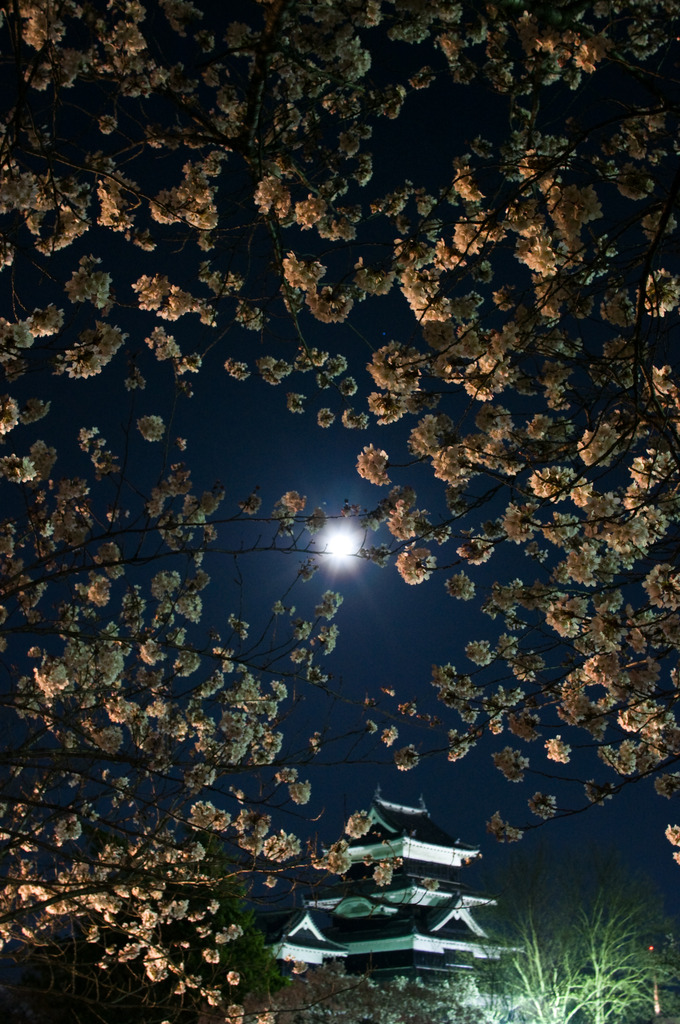 松本城月桜