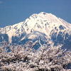 桜の常念岳