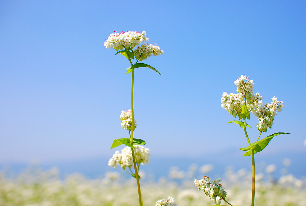 蕎麦の花