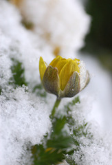 春の雪