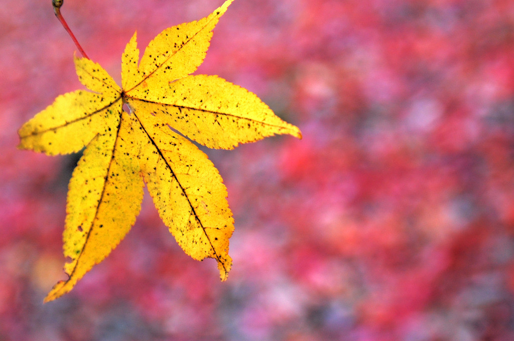 紅色