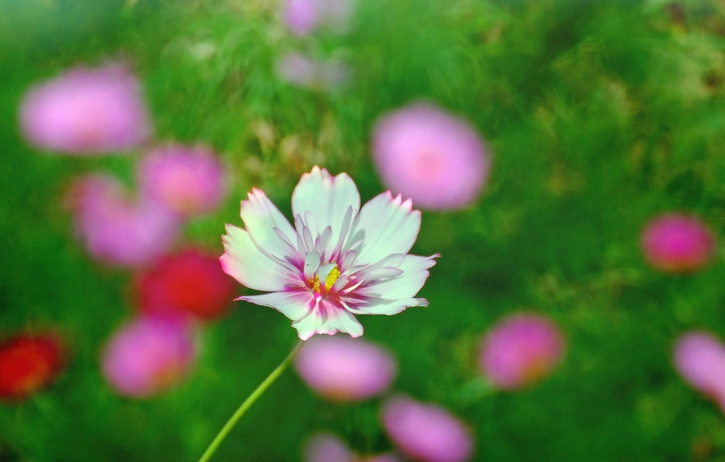 花園