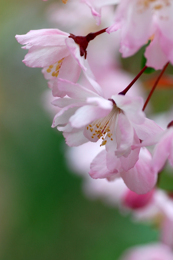 花かいどう