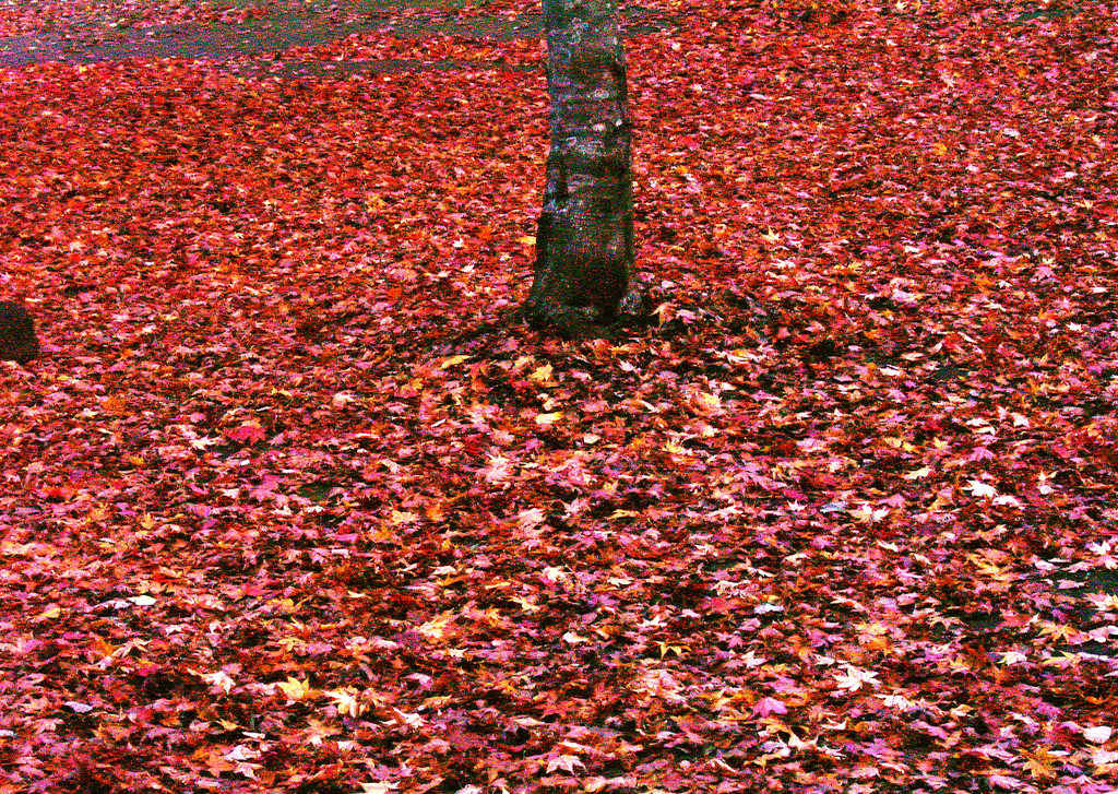 紅絨毯