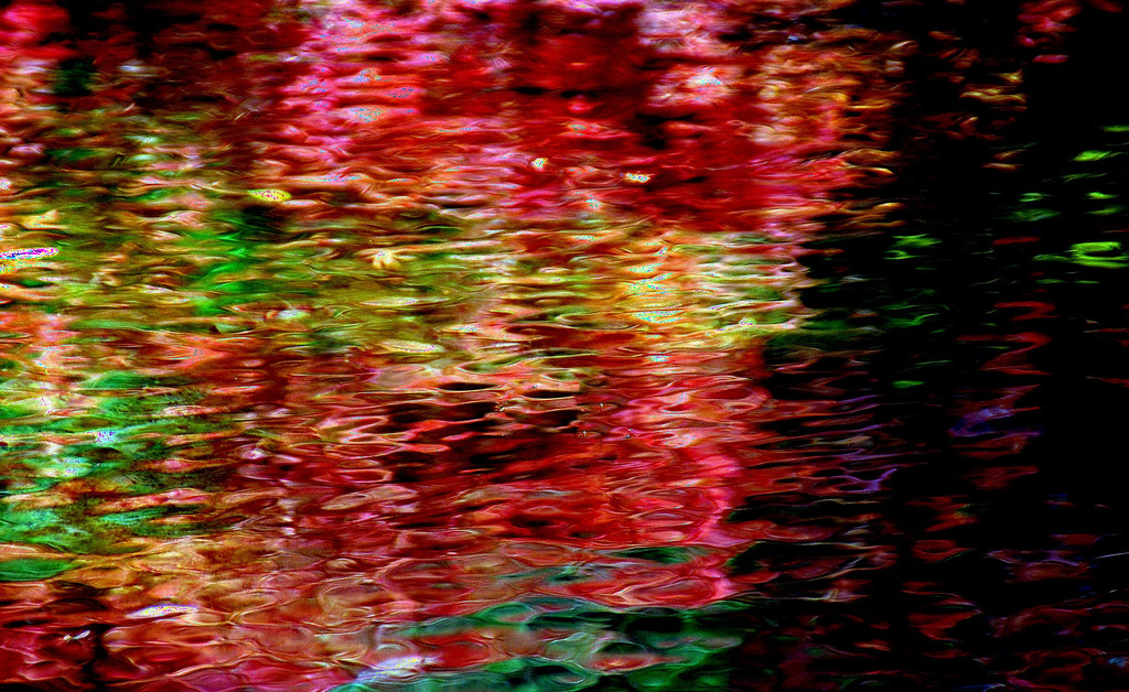 揺れる紅葉