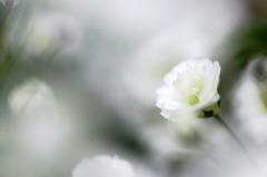 白い花園