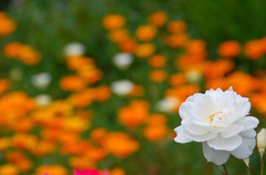 薔薇の園