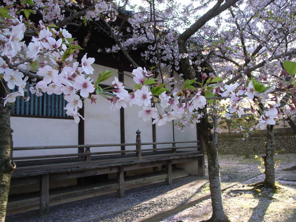 久米田寺の桜