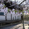 久米田寺の桜