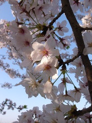 久米田池の桜