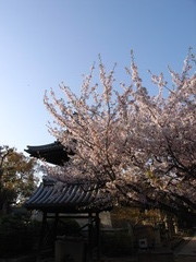 久米田寺の桜