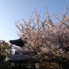 久米田寺の桜