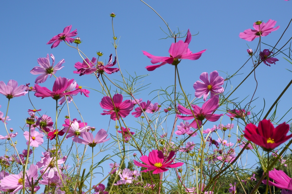 Cosmos