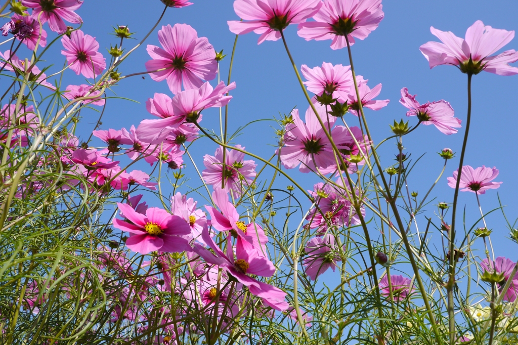 Cosmos
