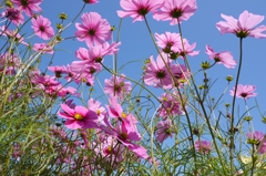 Cosmos