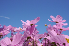 Cosmos